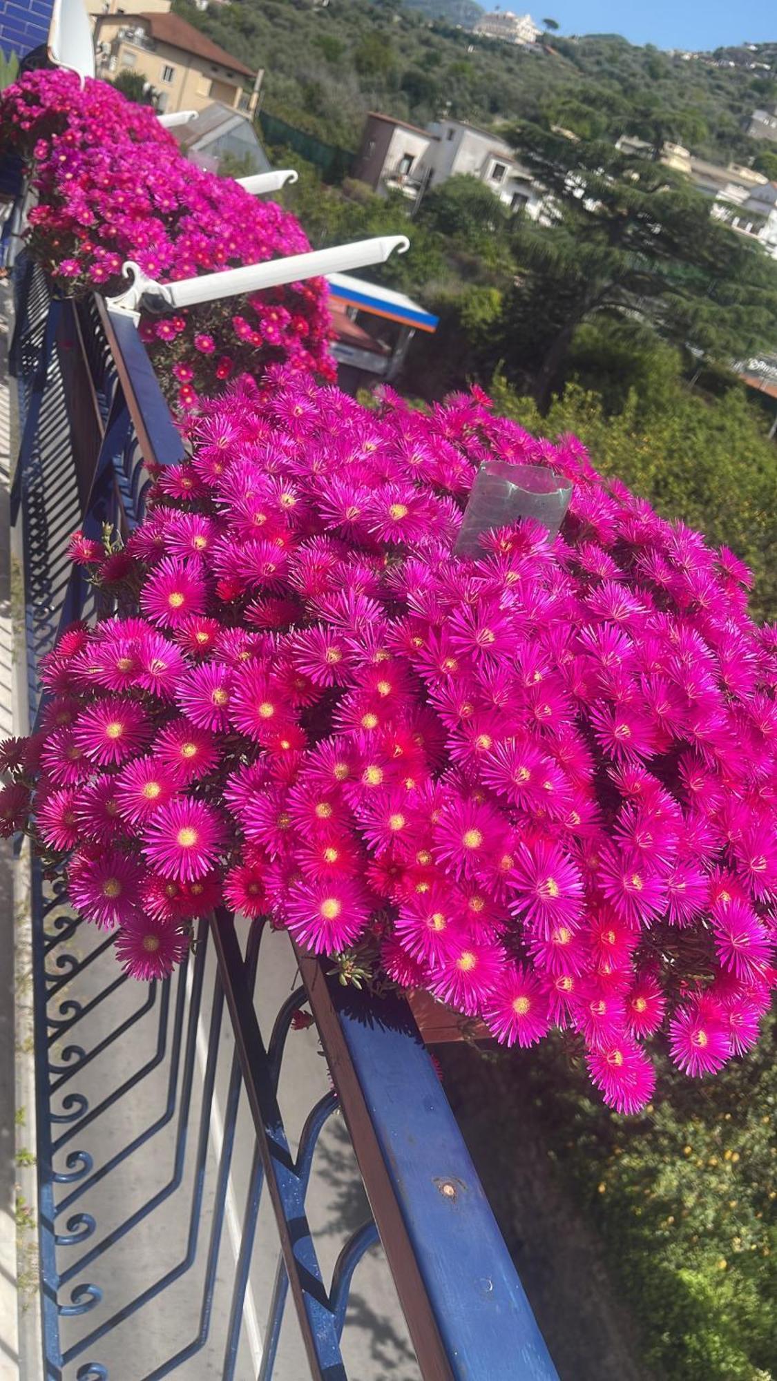 Bougainvillea Relais سورينتو المظهر الخارجي الصورة